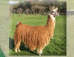Llamas for sale from Chile