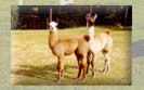 Llamas for sale from Chile