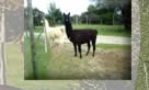 Llamas for sale from Chile