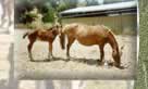 llamas for sale from Chile